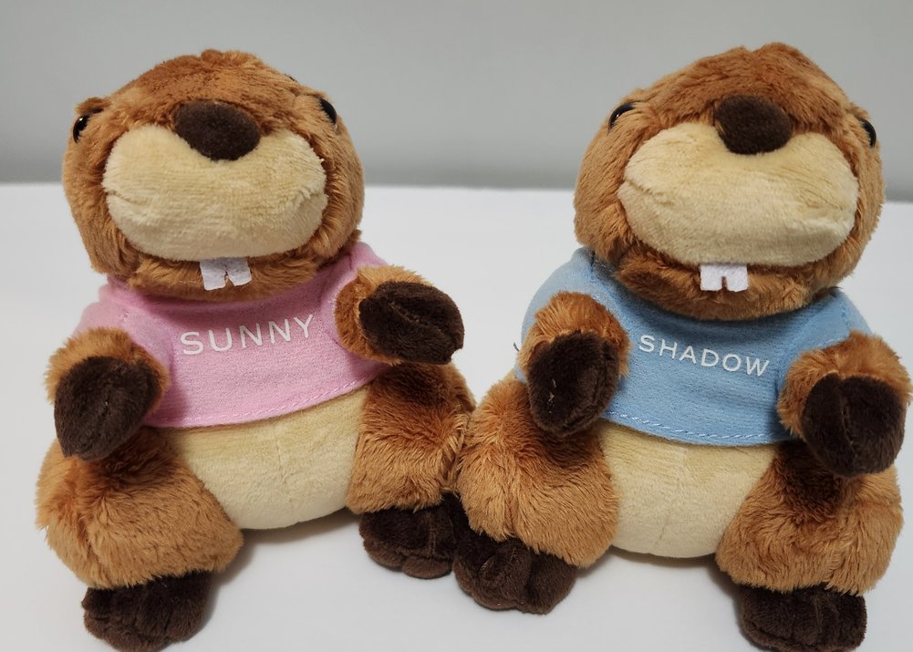 *Sunny&Shadow in Phil's Burrow  Image a