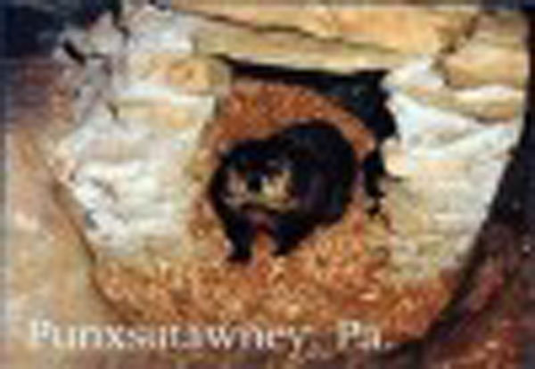 Postcard - Groundhog Burrow Sku# 339 